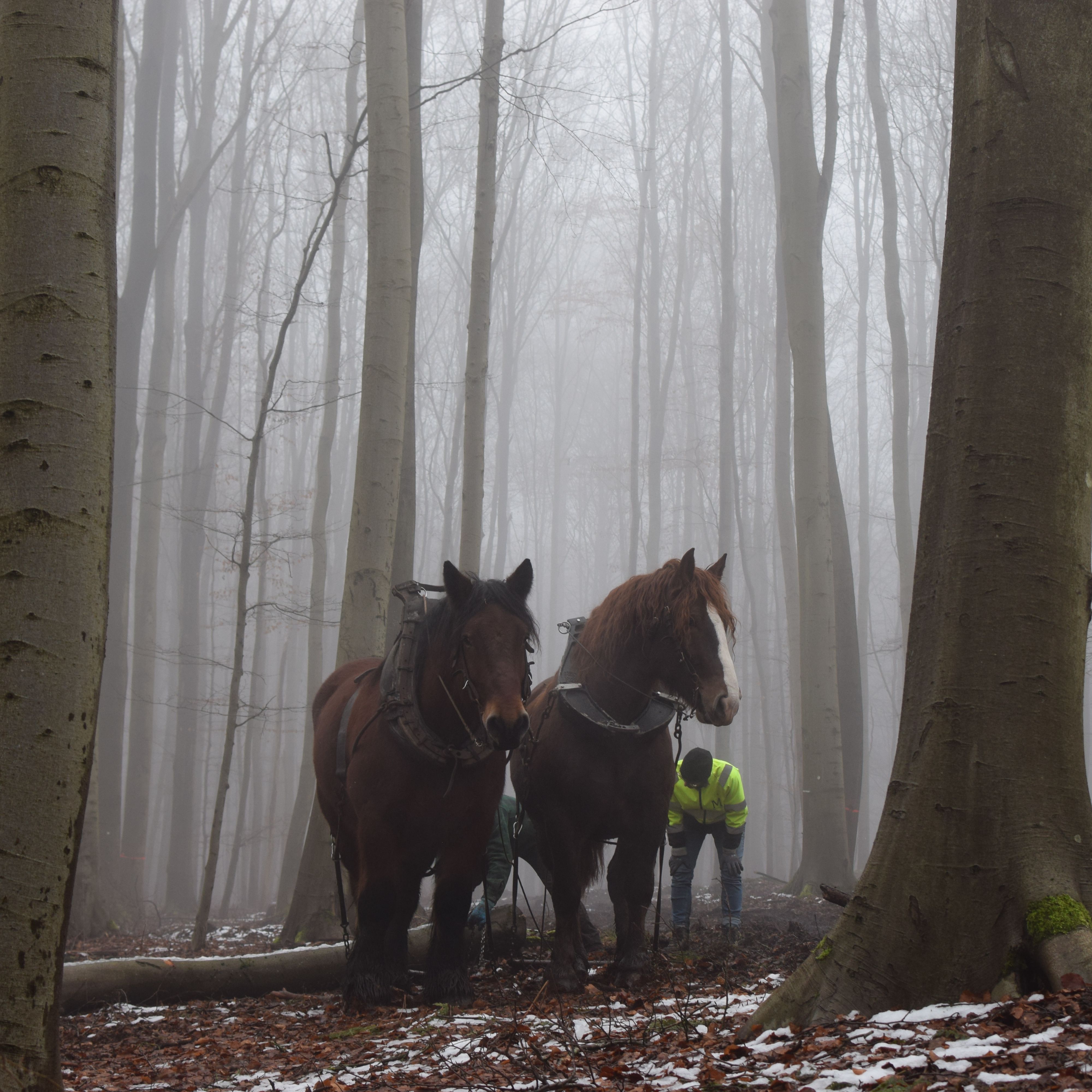 Odoo • Image and Text