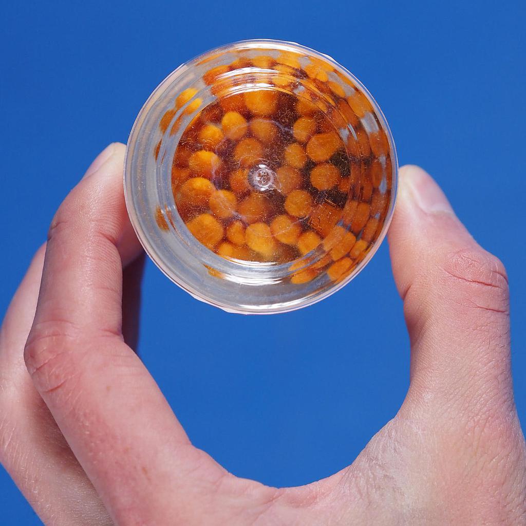 Lead test swabs
