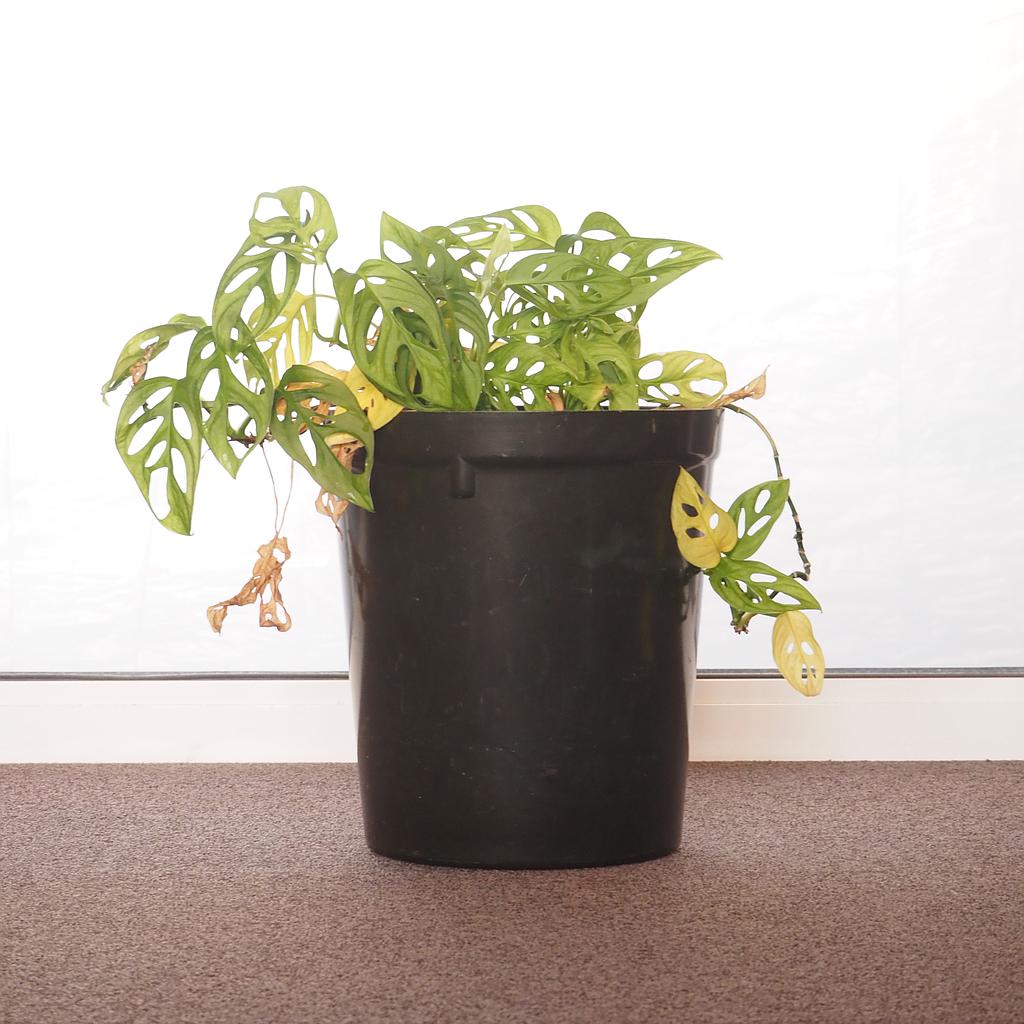 [901FUR502] Waste bin in bakelite - Dark green